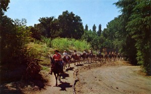 The Burro Pack Train travel through wild country at Frontier Village, San Jose, California                                   
